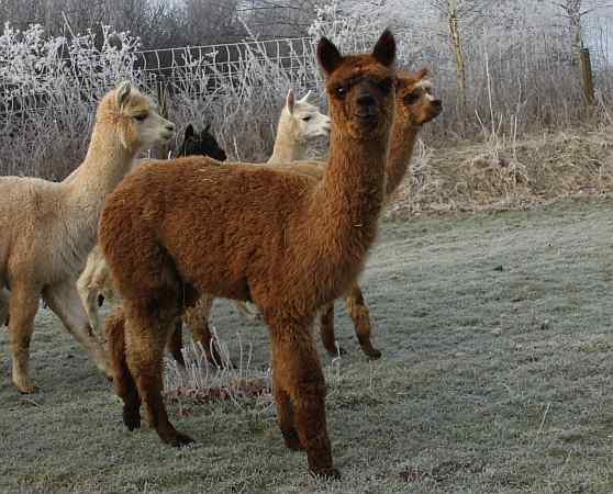 walking female alpaca